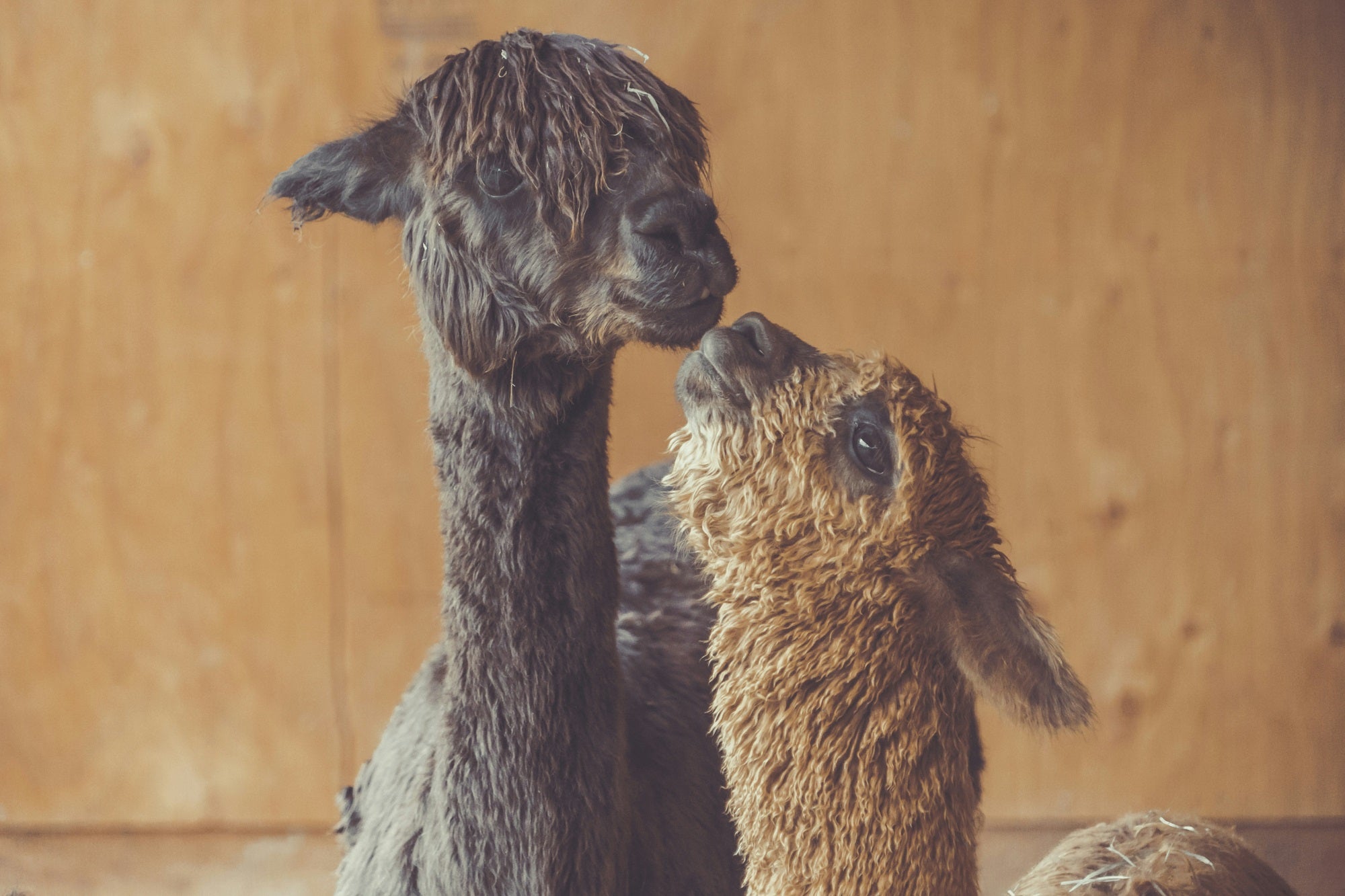 Top 3 Adorable Baby Alpacas at AlpacaNext