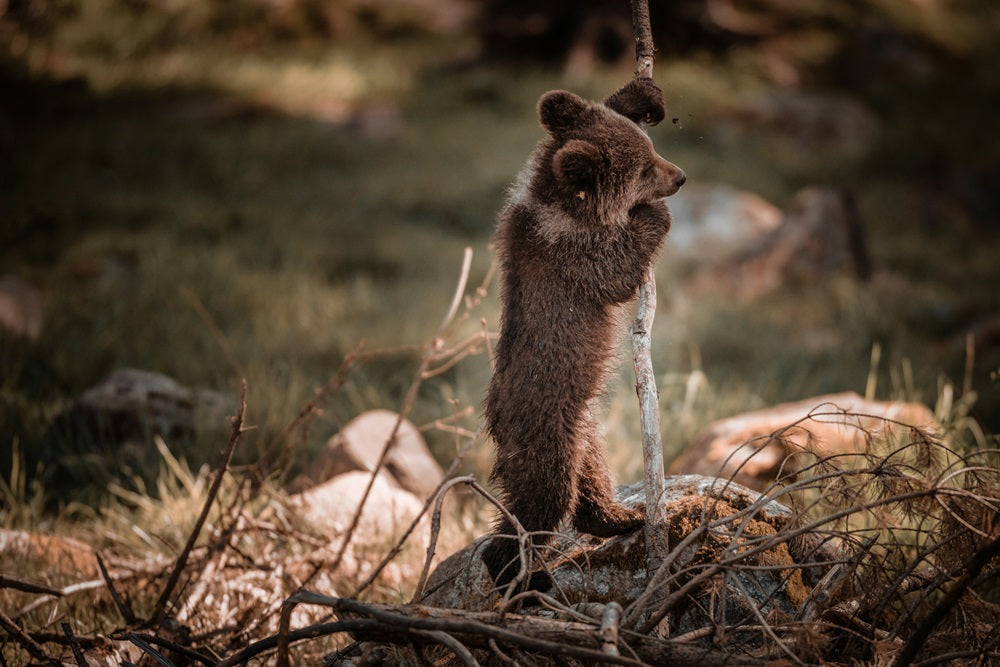 10 Adorable Teddy Bear Names for Your Alpaca Plush Toy