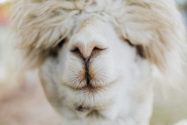 5 Reasons Why Every Animal Lover Needs a Peruvian Alpaca Stuffed Animal