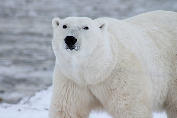 AlpacaNext Top 3 Coziest Polar Bear Stuffed Animals