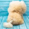 Soft stuffed lion handmmade on natural alpaca wool. Waiting for you